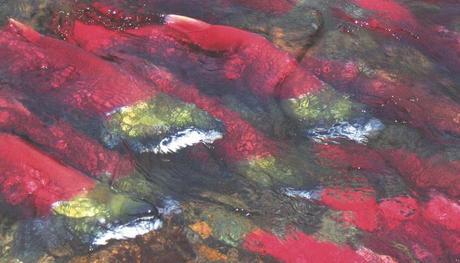 Estimated 1.5 million Sockeye Bound for Fouled Quesnel Lake