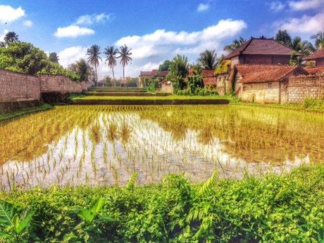 ubud2