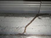 Rains And/or Monsoon Bring Bugs Termites.