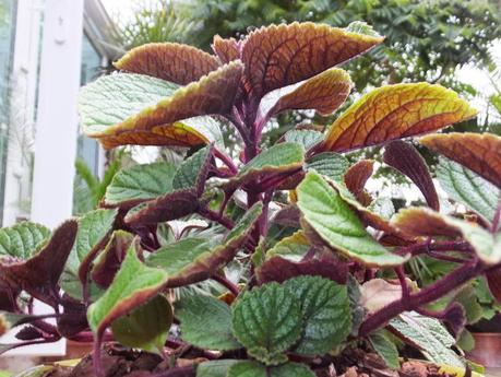 Favourite Plant of the Week - Plectranthus oertendahlii