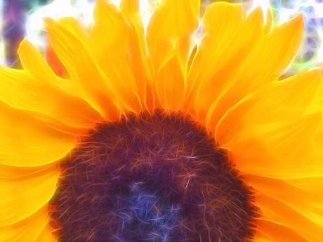 tangled sunflower © lynette sheppard