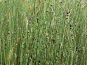 Equisetum Hyemale