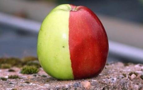  Top 10 Strange, Rare and Unusual Apples