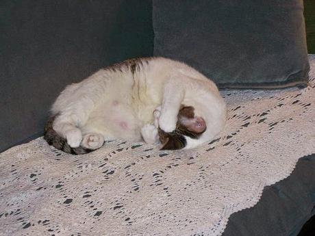 Links for: Grace vs. Law; Lord's Table; Historical Adam, Theology of Sleep