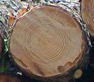 Links for: Grace vs. Law; Lord's Table; Historical Adam, Theology of Sleep