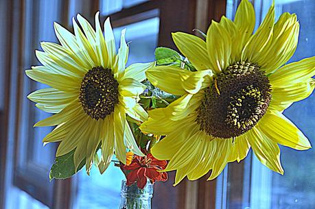 How Do You Like Your Sunflowers?