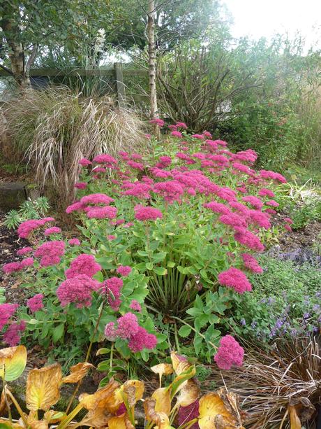 Perennials for late colour