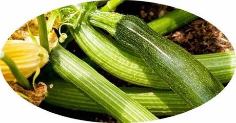 Zucchini day today  ......... and day of World's Indigenous people