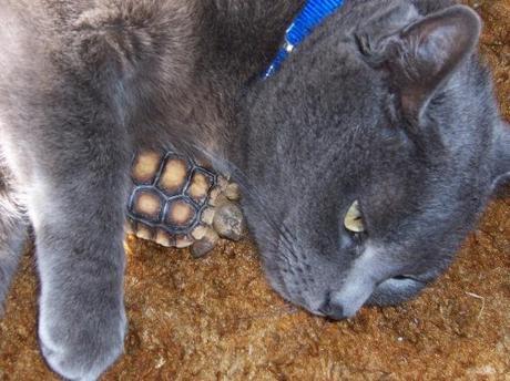 Top 10 Images of Cats with Unlikely Animal Friends