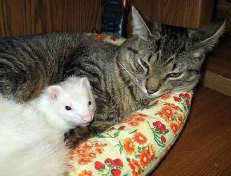 Top 10 Images of Cats with Unlikely Animal Friends