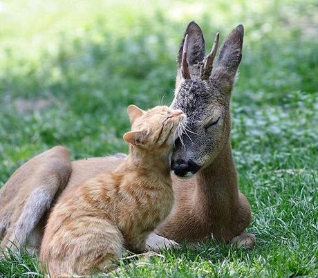 Top 10 Images of Cats with Unlikely Animal Friends