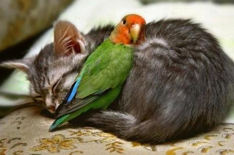 Top 10 Images of Cats with Unlikely Animal Friends