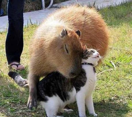 Top 10 Images of Cats with Unlikely Animal Friends