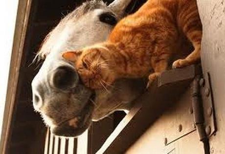 Top 10 Images of Cats with Unlikely Animal Friends