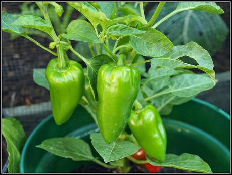 The Peppers and Chillis are ripening