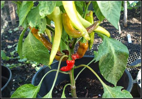 The Peppers and Chillis are ripening