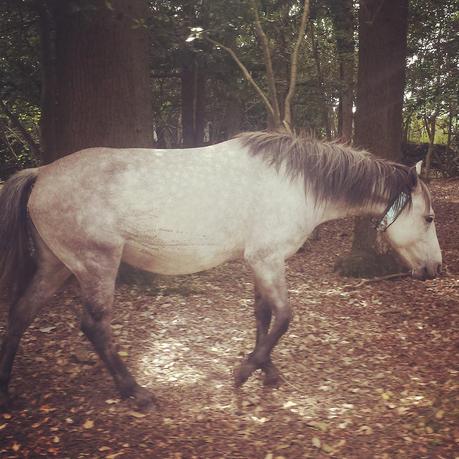 A Drive Through The New Forest - #31daysoffun