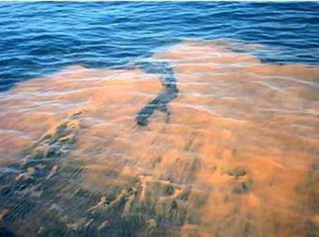 Red tide bloom moves in on Florida