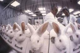 Ban Cosmetic Animal Testing in Brazil