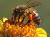 Positive Steps Towards Preserving Pollinators!