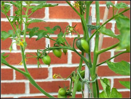 Tomatoes - a second chance?