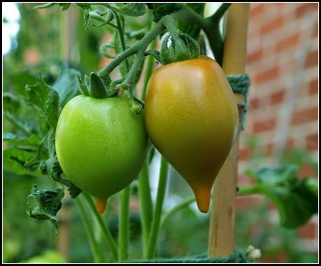 Tomatoes - a second chance?