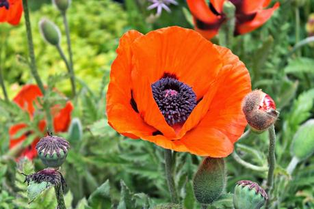 The Chelsea Flower Show 2014