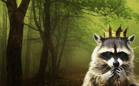 highpark_racoon2_1300x800