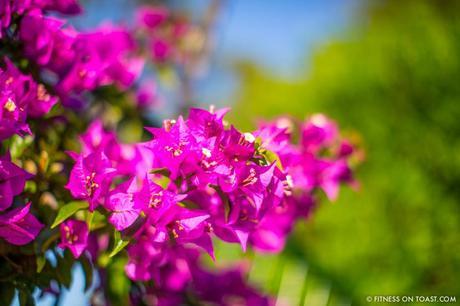 Fitness On Toast Faya Blog Girl Healthy Recipe Nutrition Health Cooking Fish Italy Sea Bass White Lemon Olive Oil Best Restaurant Caesar Augustus Capri Anacapri Breathtaking View Conde Nast Luxury Traveller Award Organic Garden Hotel Travel -5