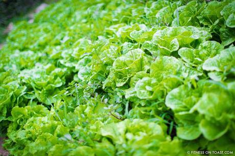 Fitness On Toast Faya Blog Girl Healthy Recipe Nutrition Health Cooking Fish Italy Sea Bass White Lemon Olive Oil Best Restaurant Caesar Augustus Capri Anacapri Breathtaking View Conde Nast Luxury Traveller Award Organic Garden Hotel Travel -16