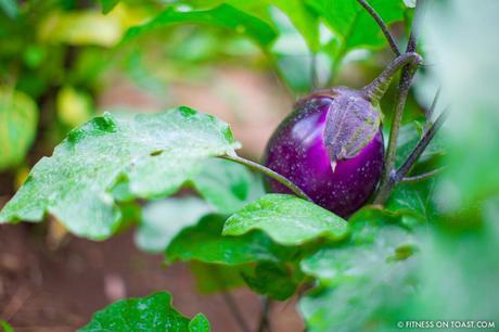 Fitness On Toast Faya Blog Girl Healthy Recipe Nutrition Health Cooking Fish Italy Sea Bass White Lemon Olive Oil Best Restaurant Caesar Augustus Capri Anacapri Breathtaking View Conde Nast Luxury Traveller Award Organic Garden Hotel Travel -15