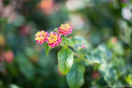 Fitness On Toast Faya Blog Girl Healthy Recipe Nutrition Health Cooking Fish Italy Sea Bass White Lemon Olive Oil Best Restaurant Caesar Augustus Capri Anacapri Breathtaking View Conde Nast Luxury Traveller Award Organic Garden Hotel Travel -9