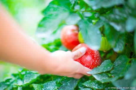 Fitness On Toast Faya Blog Girl Healthy Recipe Nutrition Health Cooking Fish Italy Sea Bass White Lemon Olive Oil Best Restaurant Caesar Augustus Capri Anacapri Breathtaking View Conde Nast Luxury Traveller Award Organic Garden Hotel Travel -17