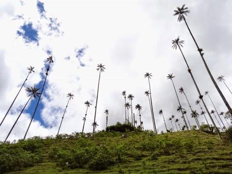The world's tallest palm trees in Salento, Colombia