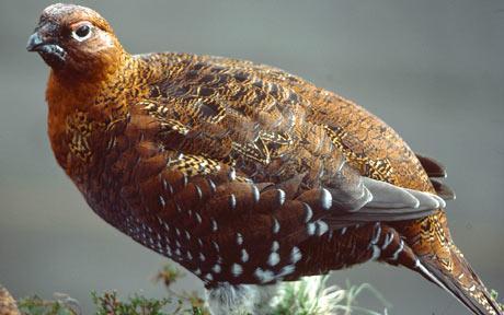 Ban grouse shooting in England
