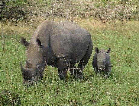 Thank Animal Conservationists for Saving Rhinos