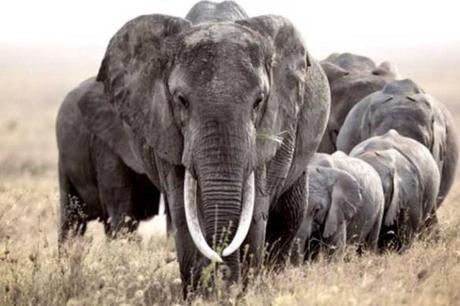 Desperate Times, Desperate Measures in Battle to Save Rhinos