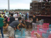 Meat Transport Trucks China Intercepted, Evacuated