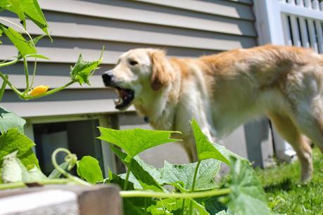 Chewing Up the Garden