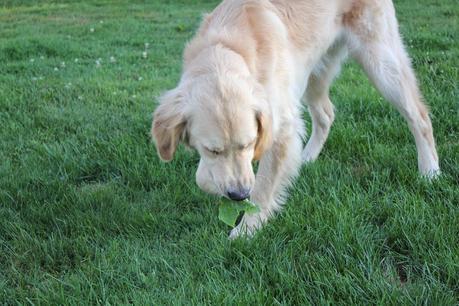 Chewing Up the Garden