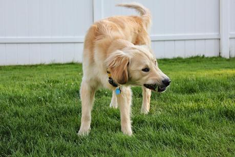 Chewing Up the Garden