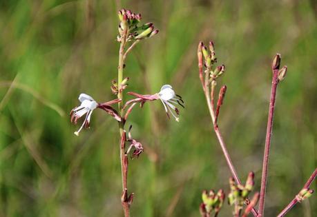 Colorado Butterfly Plant and the US Air Force