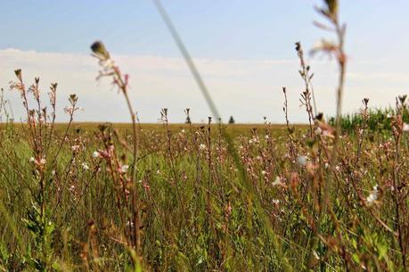 Colorado Butterfly Plant and the US Air Force