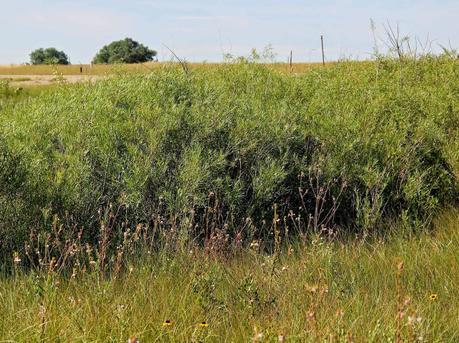 Colorado Butterfly Plant and the US Air Force