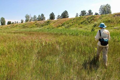 Colorado Butterfly Plant and the US Air Force