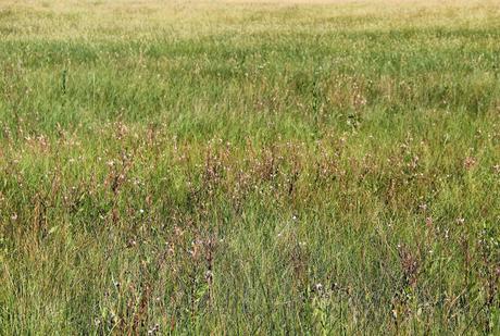 Colorado Butterfly Plant and the US Air Force