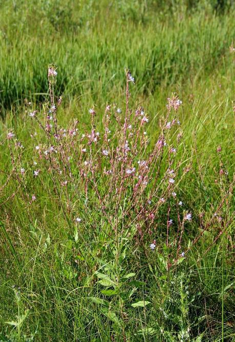 Colorado Butterfly Plant and the US Air Force