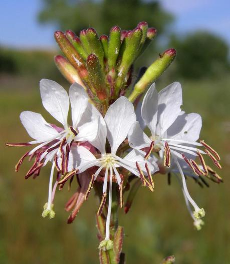 Colorado Butterfly Plant and the US Air Force