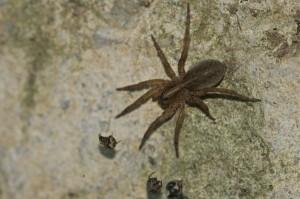 34_Wolf Spider