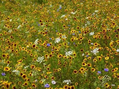 pictorial meadow in full flower